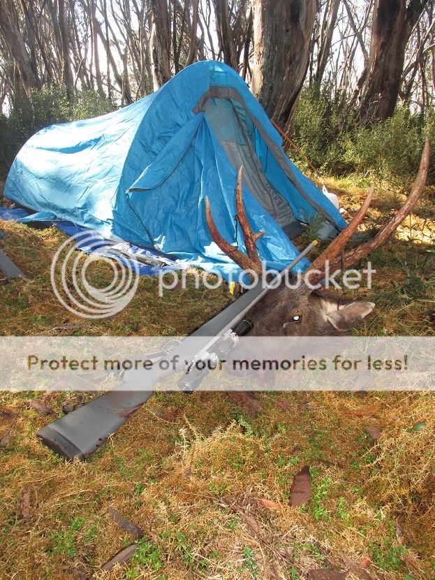 IMG_3378CAMPstag.jpg~original