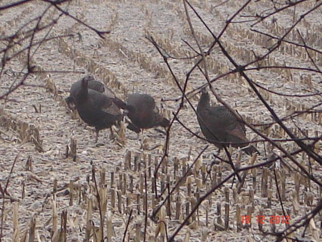 wadepheasantgadsturkeys004.jpg