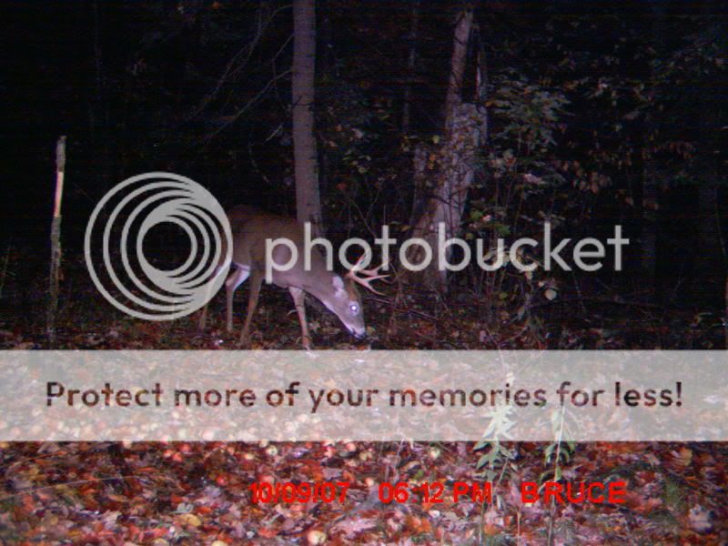 TrailcamDugOct07056.jpg