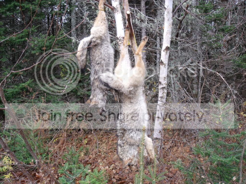 HuntingCorns09B088.jpg