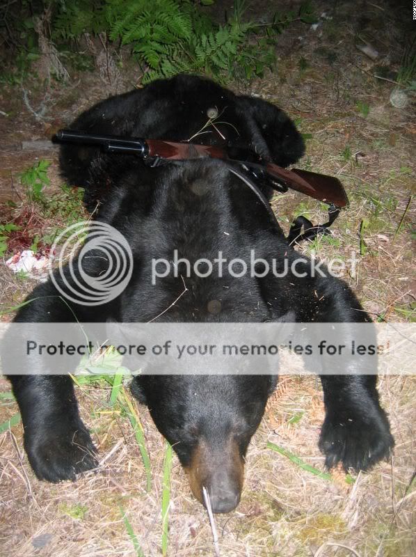bear.jpg