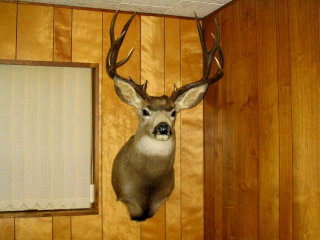 MuleyMount.jpg