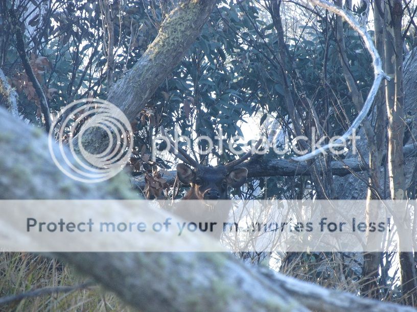 IMG_5474stag.jpg~original