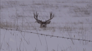 tumblr_nrwlctwQ701tq9q5vo1_400.gif