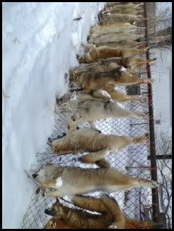 coyotes.jpg