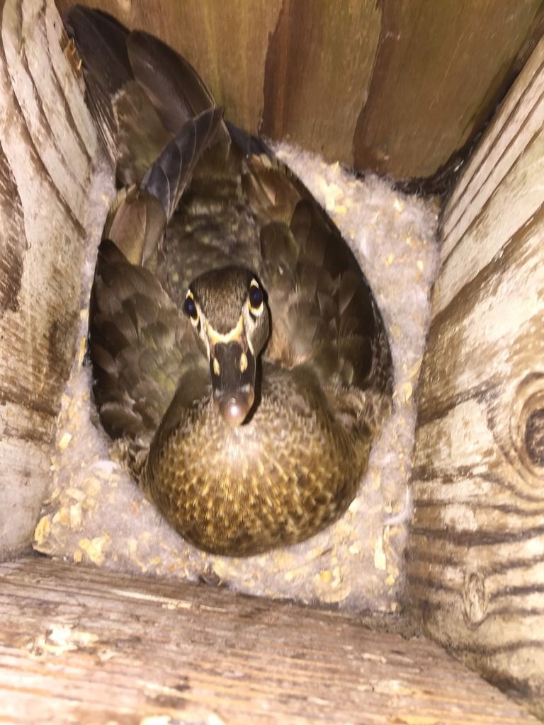 image_zpsrio8fahs.jpeg~original