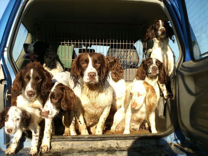 Dogsonthedowns050.jpg