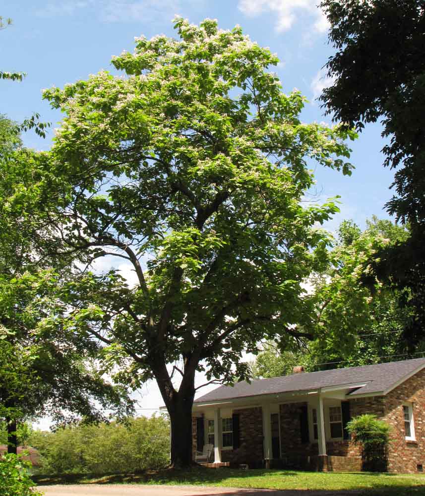 catalpa-tree_1012.jpg
