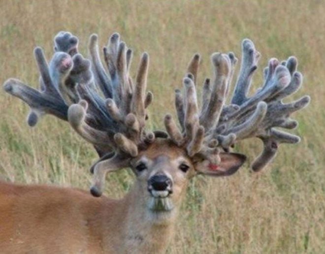 weird-bucks-10-660x517.jpg