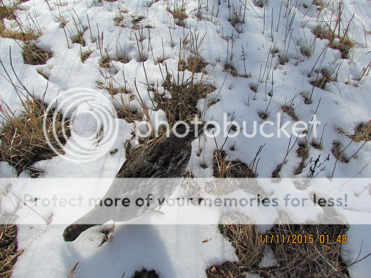 IMG_3127_zpsct8x3ybs.jpg~original