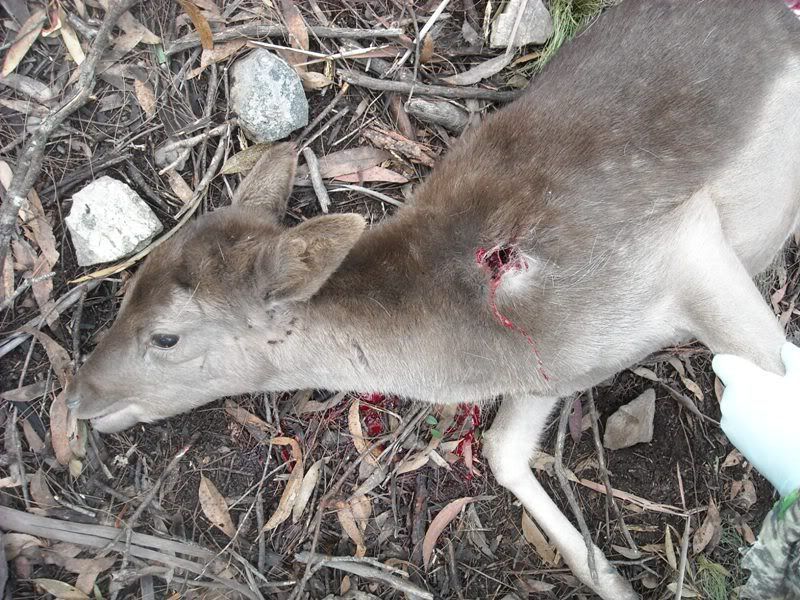 Deerhunt_23-6-2012_006.jpg