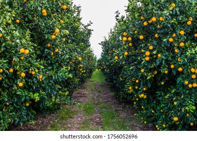pathway-orange-orchard-large-trees-260nw-1756052696.jpg