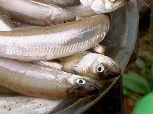 201202Smelt1.jpg