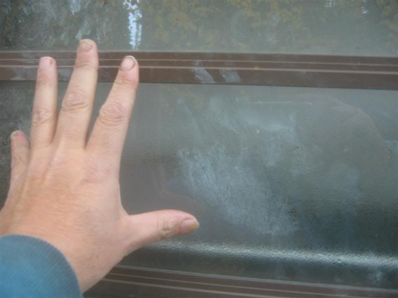 Bearprints2.jpg
