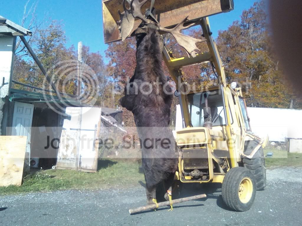 moose2.jpg