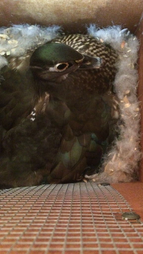 image_zpsfbkd8oc4.png~original