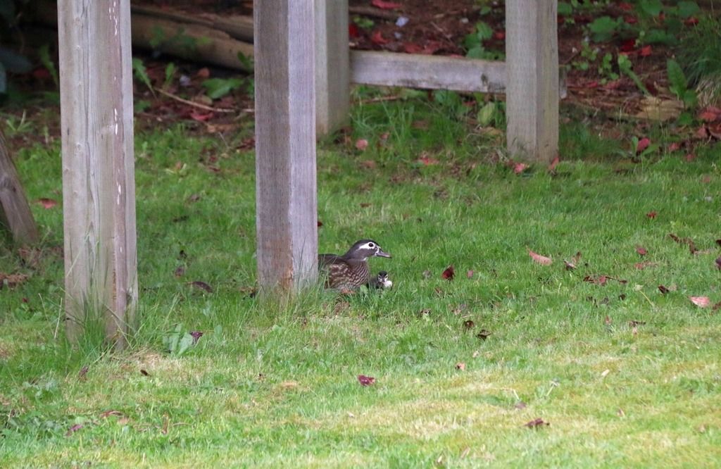 image_zps2daiuxxh.jpeg~original