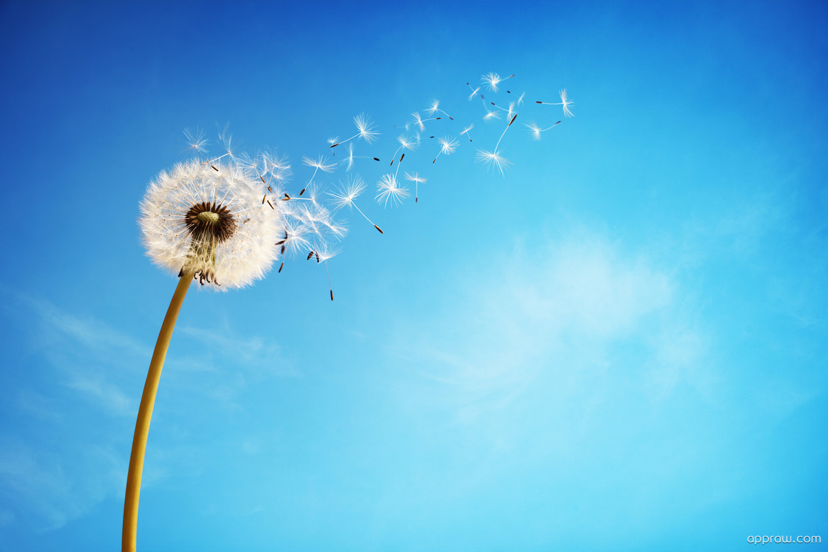 p-dandelion-blowing-in-the-wind-lG2EhgqXlo-1.jpg
