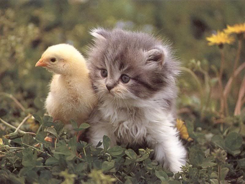 chickwithhairypussy.jpg