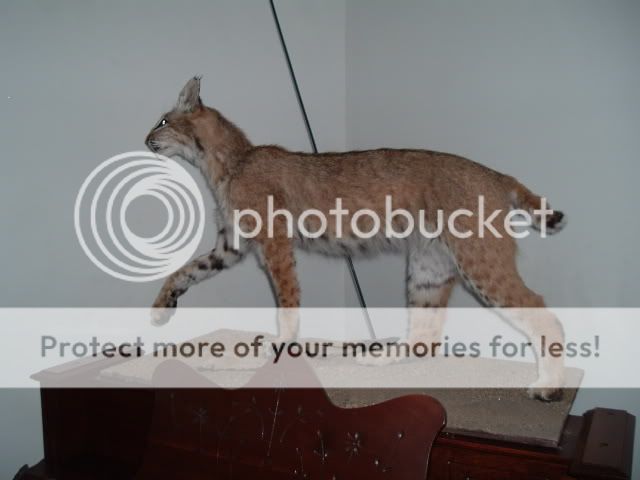 333025.jpg