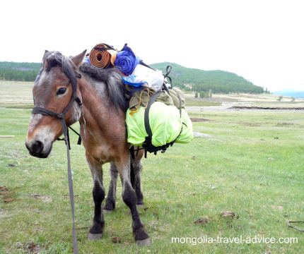 mongolia-horse-trek-pack-horse.jpg