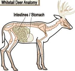 deeranatomyanimation-2.gif