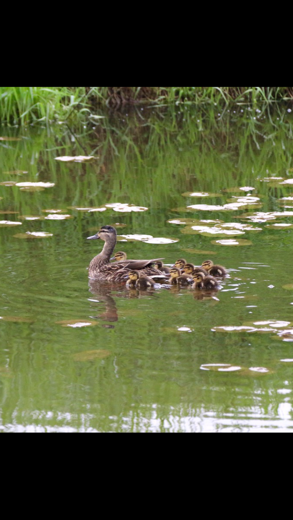 image_zpsyoocikbu.png~original