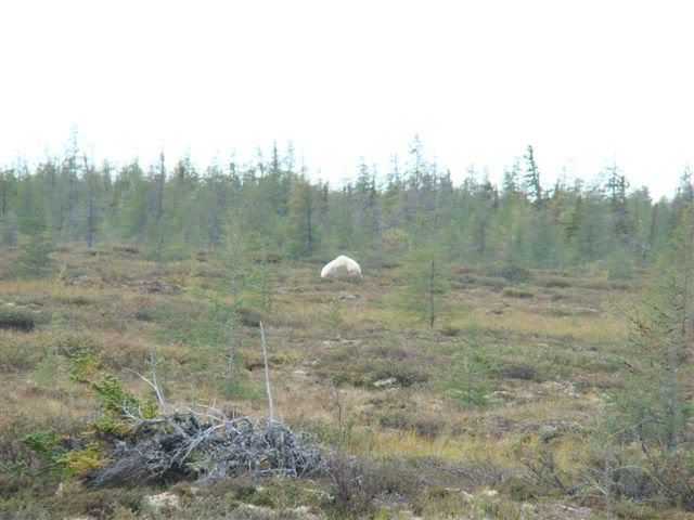 bearbycabinquarry17.jpg