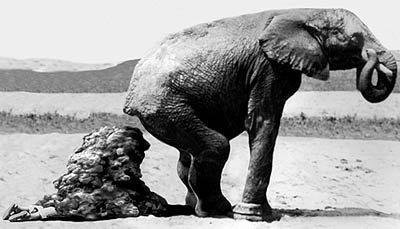 elephantpooping.jpg