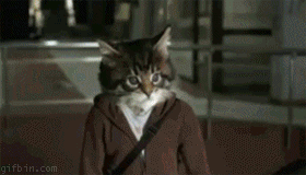 1262095972_cat-fight.gif