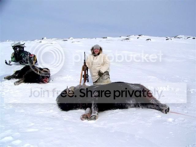 1-muskoxhunt5.jpg