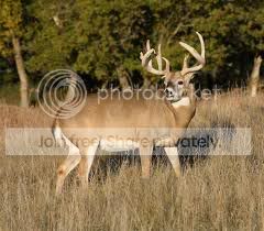Whitetail1.jpg