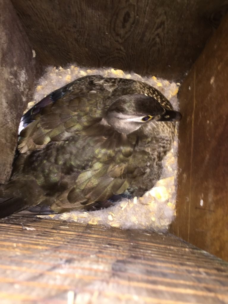 image_zpsybhof0wv.jpeg~original