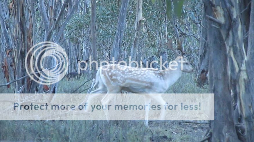 SS001%20white%20buck.jpg~original