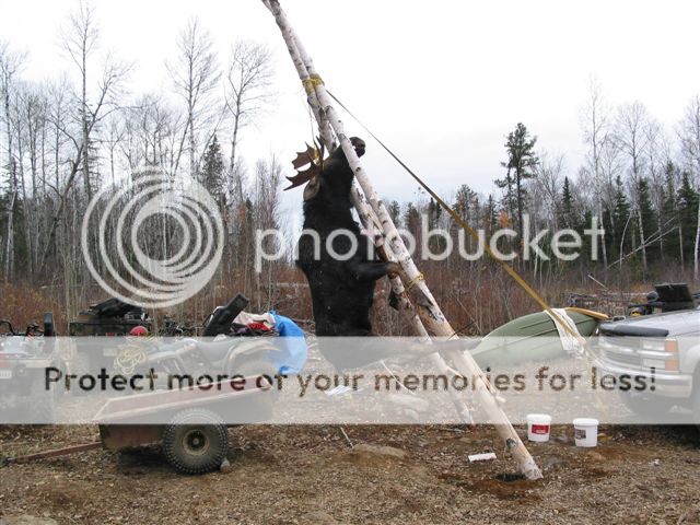 Moose_on_pole_zps1479efb7.jpg