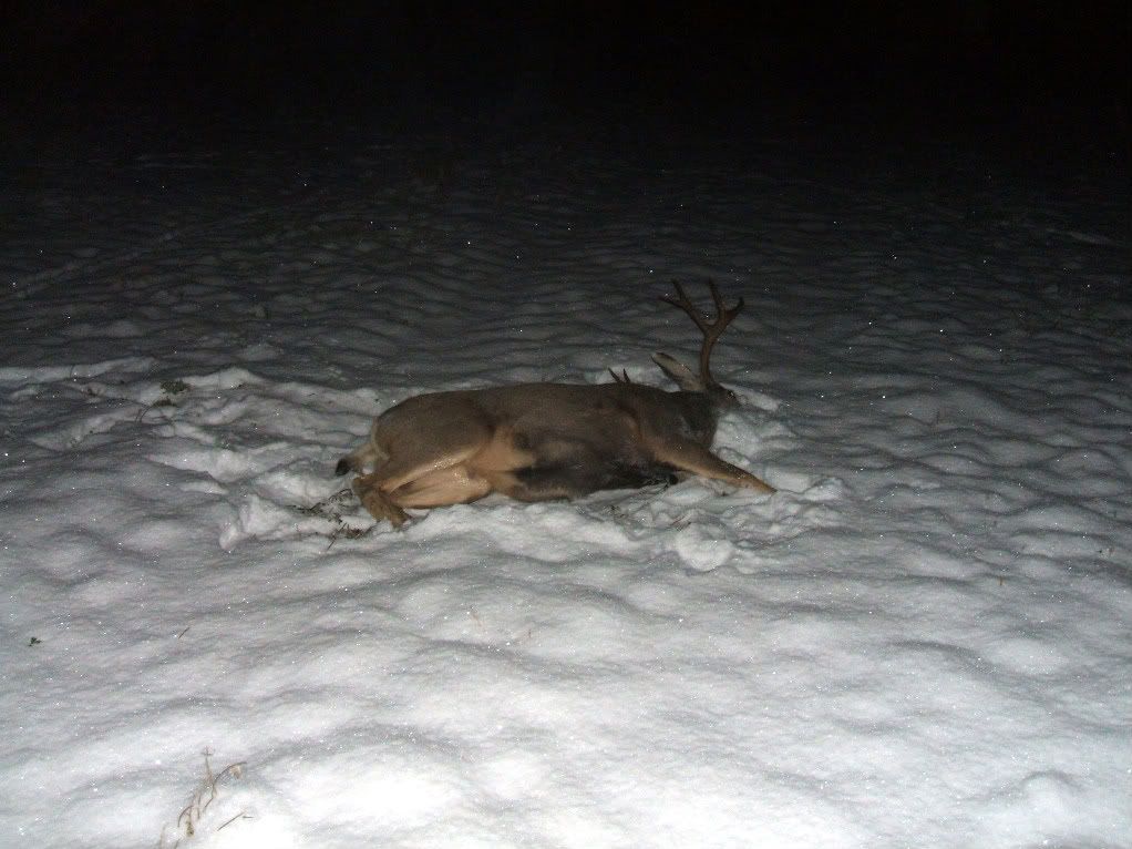 Nov2707Mulie001-1.jpg