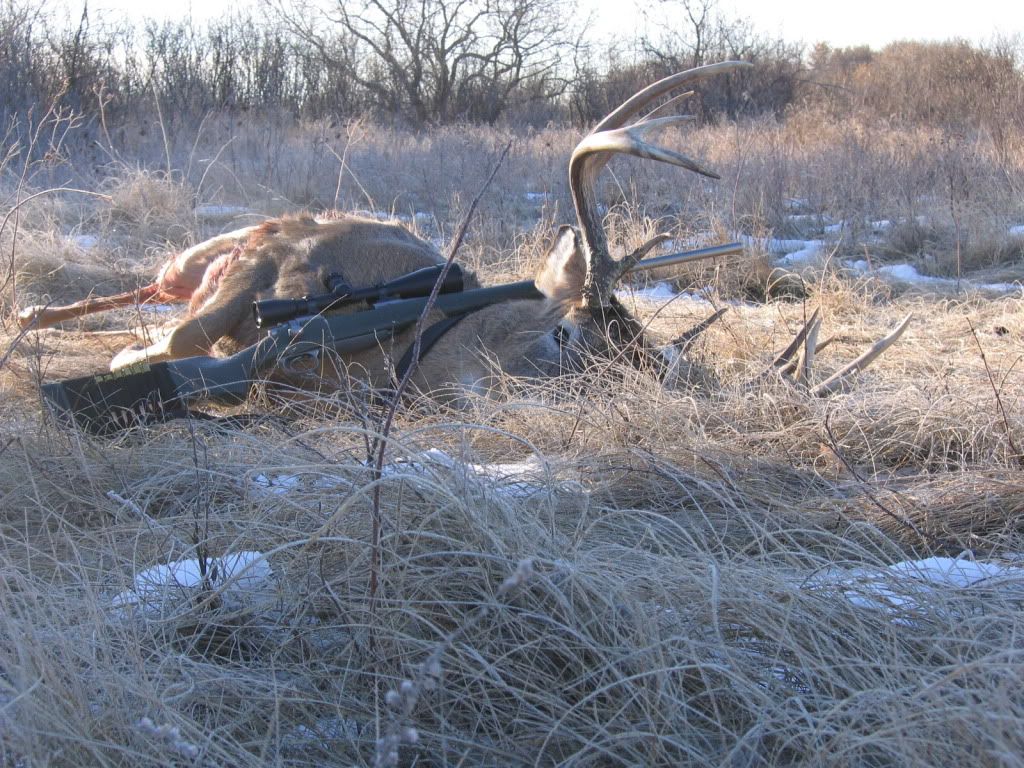 deer008.jpg