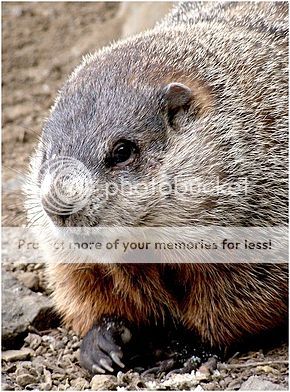 290px-Closeup_groundhog_zpsqy33chwu.jpg
