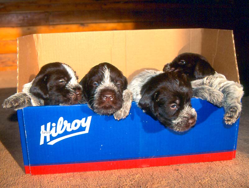 Box%20Of%20Puppies.jpg