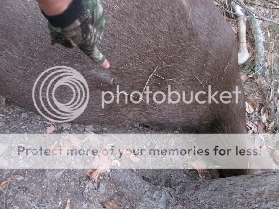 IMG_0444woodleighskin.jpg~original