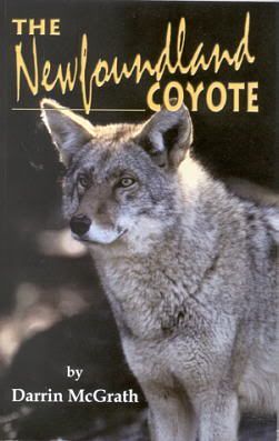 nfld_coyote.jpg