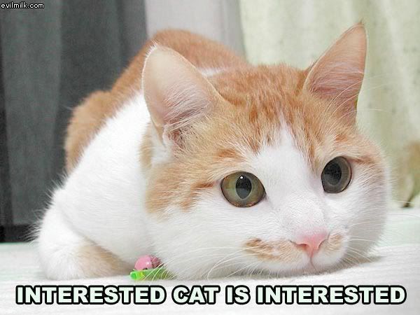 Interested_Cat.jpg