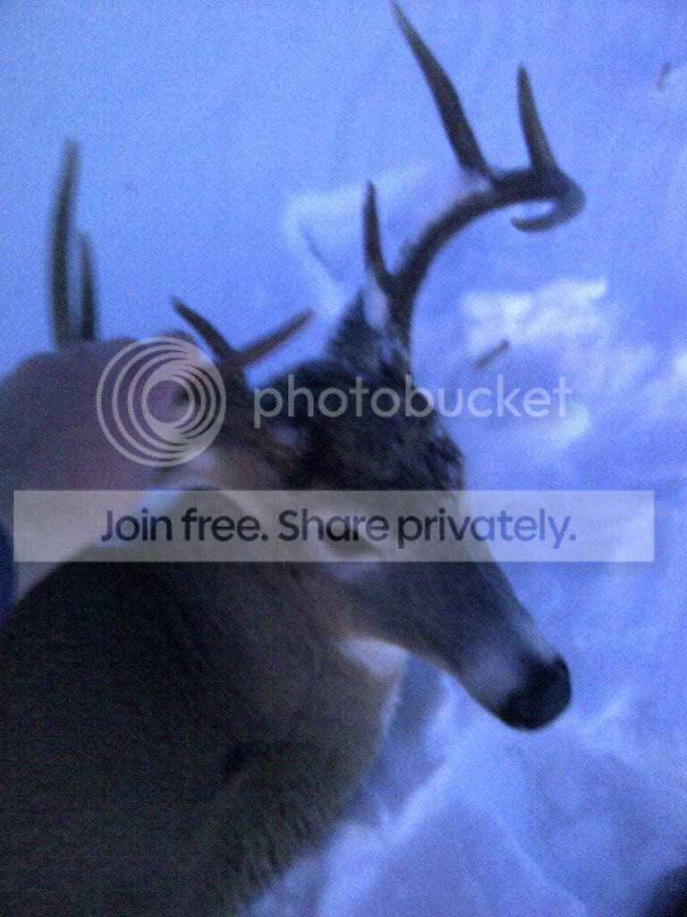 2012buck1.jpg