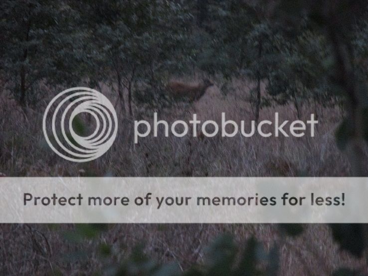 IMG_0992fawnflat2.jpg~original