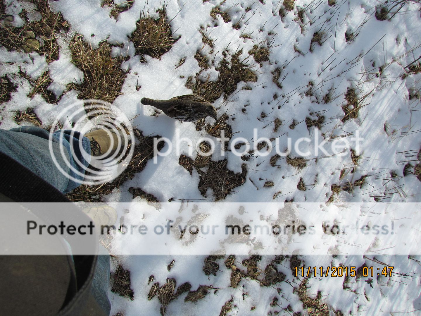 IMG_3125_zpsgfdcwqkx.jpg~original