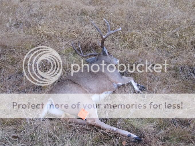 2005wmu337whitetail1.jpg