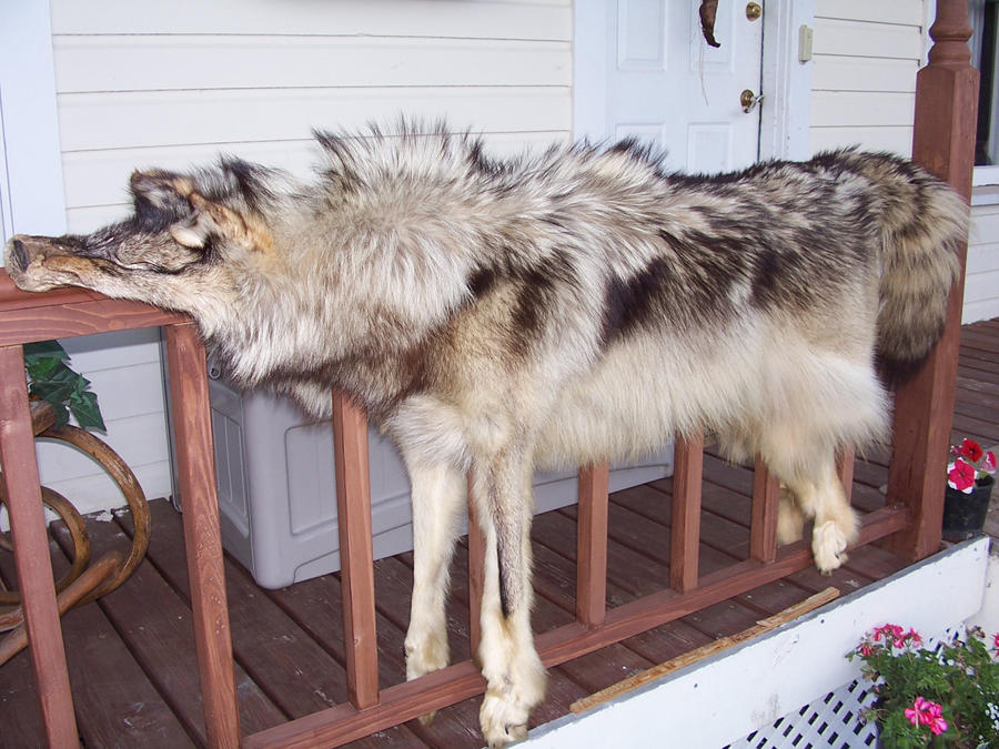 vintage_wolf_pelt_by_midnightwolfdesigns.jpg