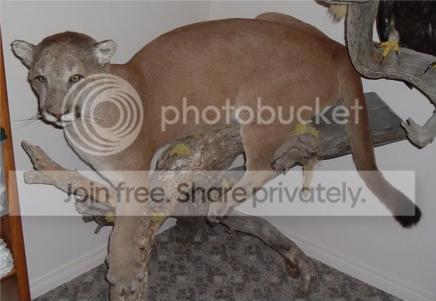 Cougar-1.jpg