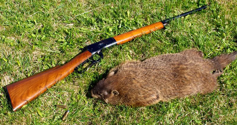 53-and-Woodchuck.jpg