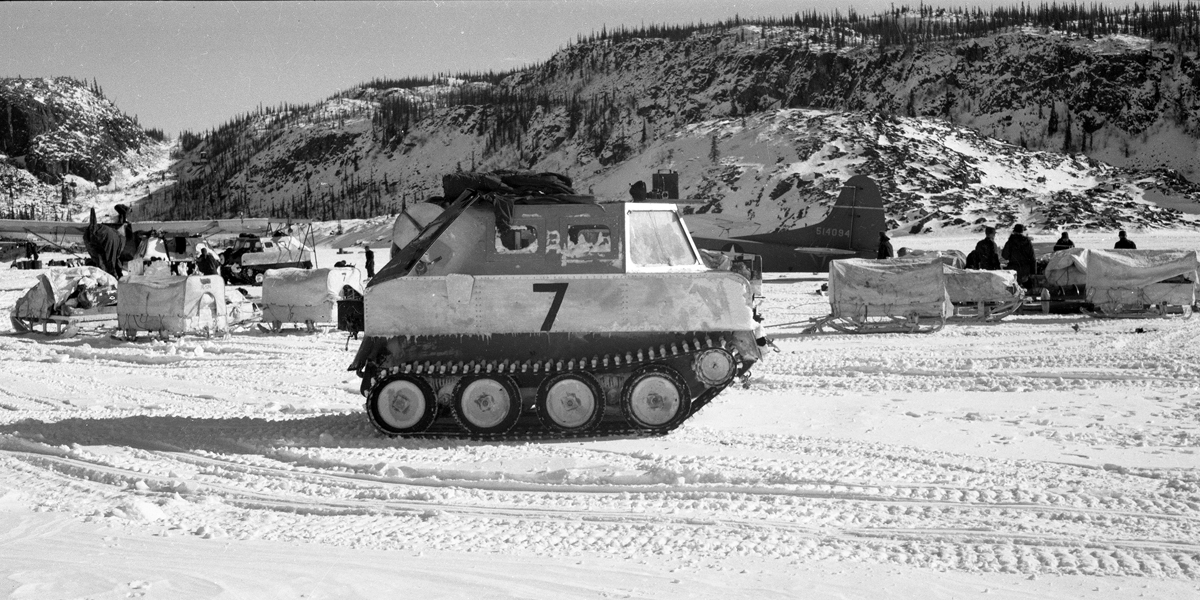 muskox2.jpg
